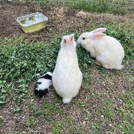 Prekal Park Kamping Shkoder