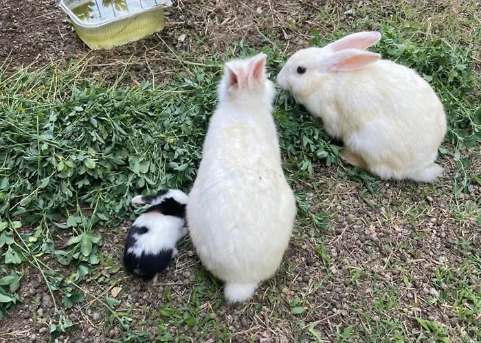 Prekal Park Kamping Σκόδρα